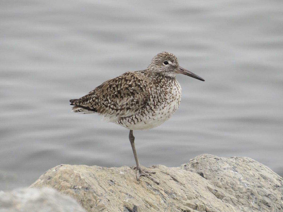 Willet (Eastern) - ML637828983