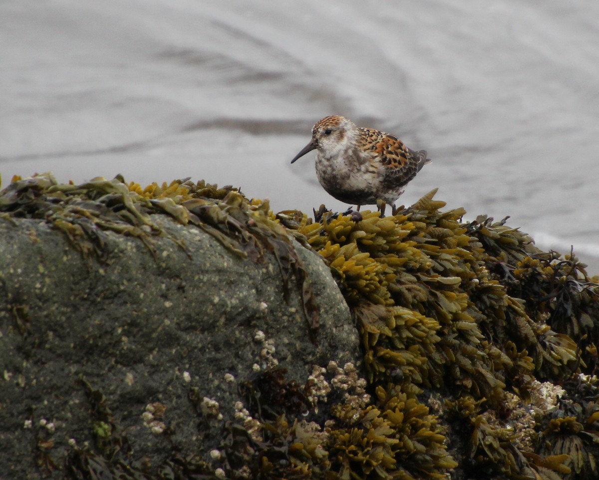 Rock Sandpiper - ML637828984