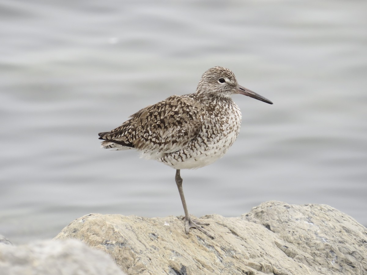 Willet (Eastern) - ML637828985