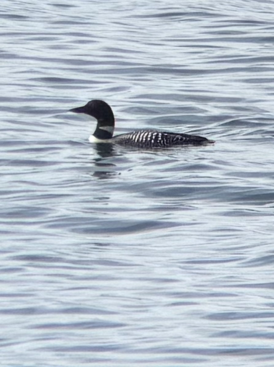 Strolaga maggiore - ML637828989