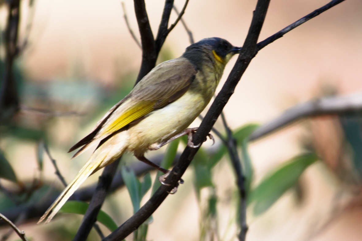 Gray-headed Honeyeater - ML637829001