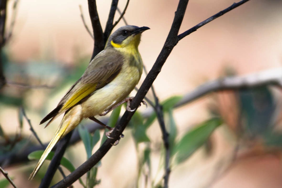 Gray-headed Honeyeater - ML637829002