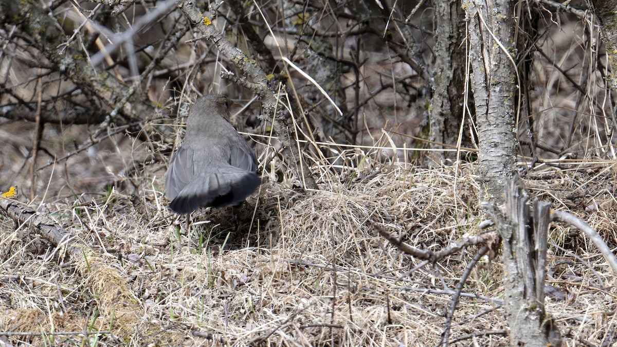 Pere David's Laughingthrush - ML637829025