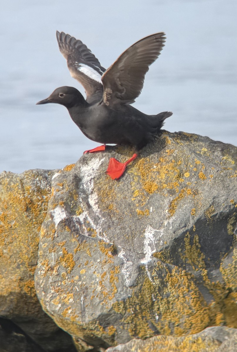 Pigeon Guillemot - ML637829042