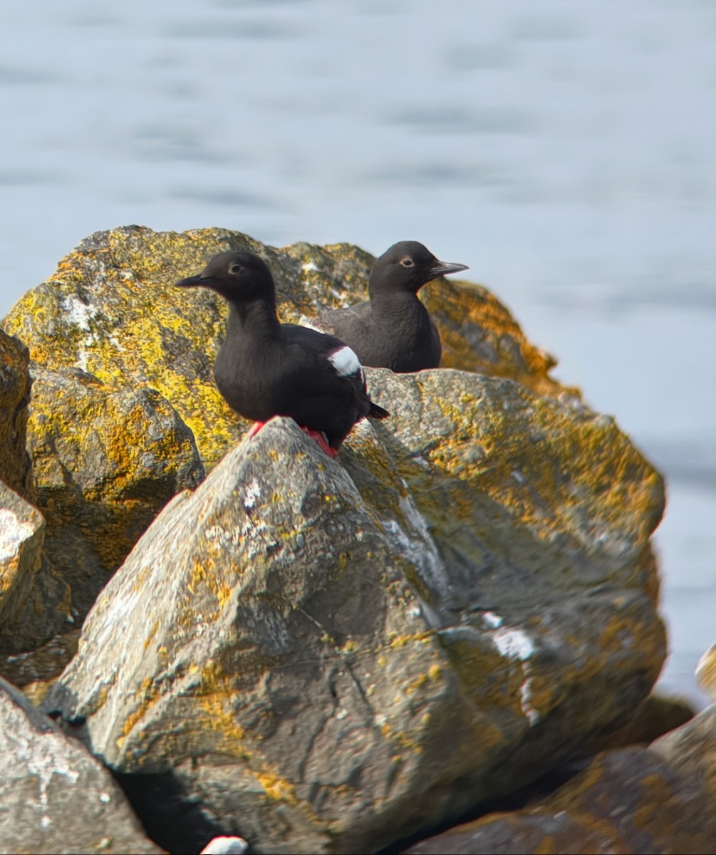 Pigeon Guillemot - ML637829043