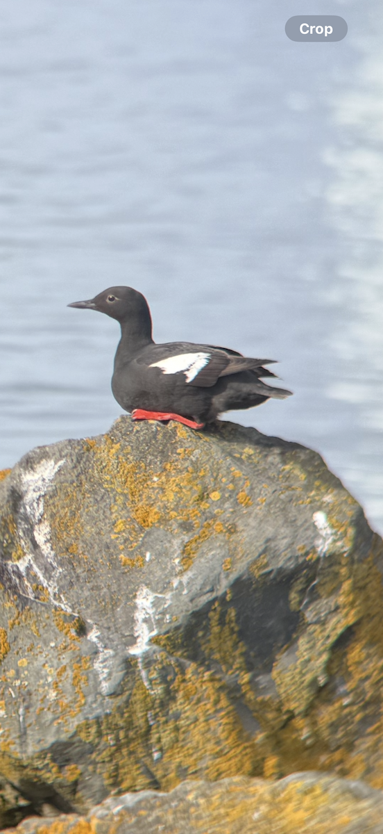 Pigeon Guillemot - ML637829044