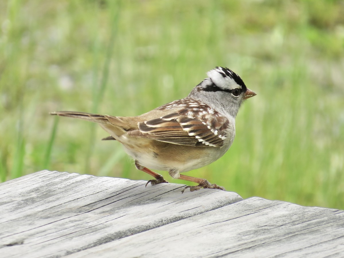White-crowned Sparrow (leucophrys) - ML637829073
