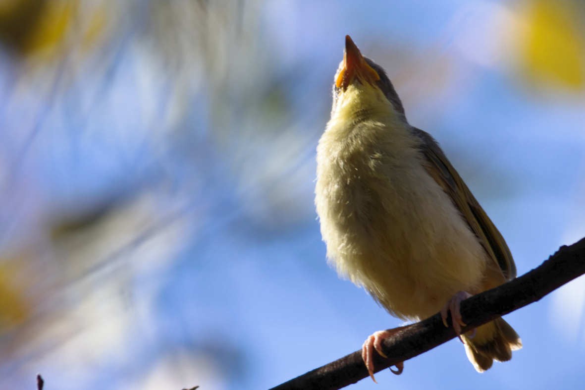 Gray-headed Honeyeater - ML637829093