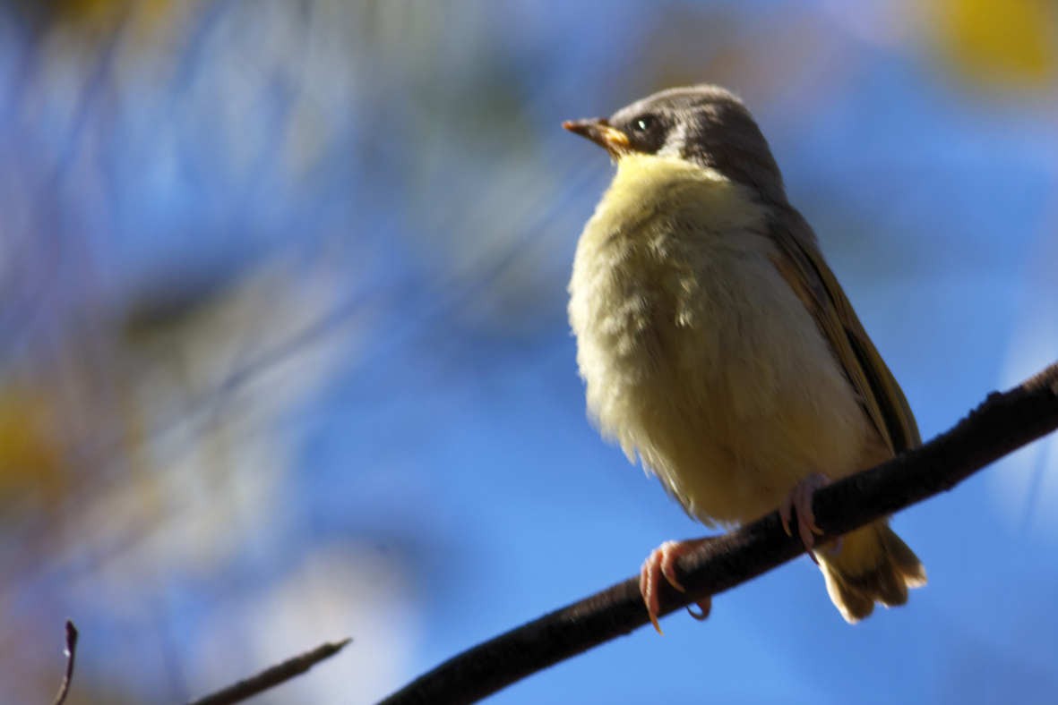 Gray-headed Honeyeater - ML637829096