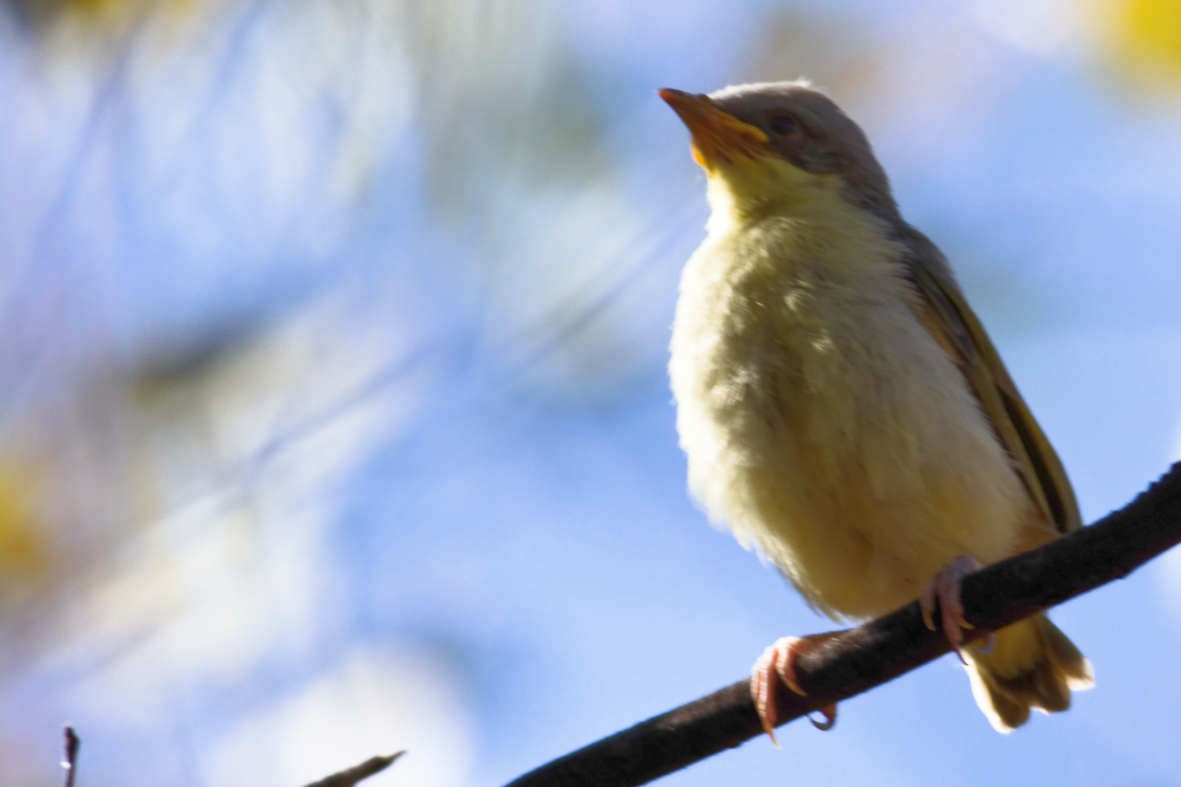 Gray-headed Honeyeater - ML637829098