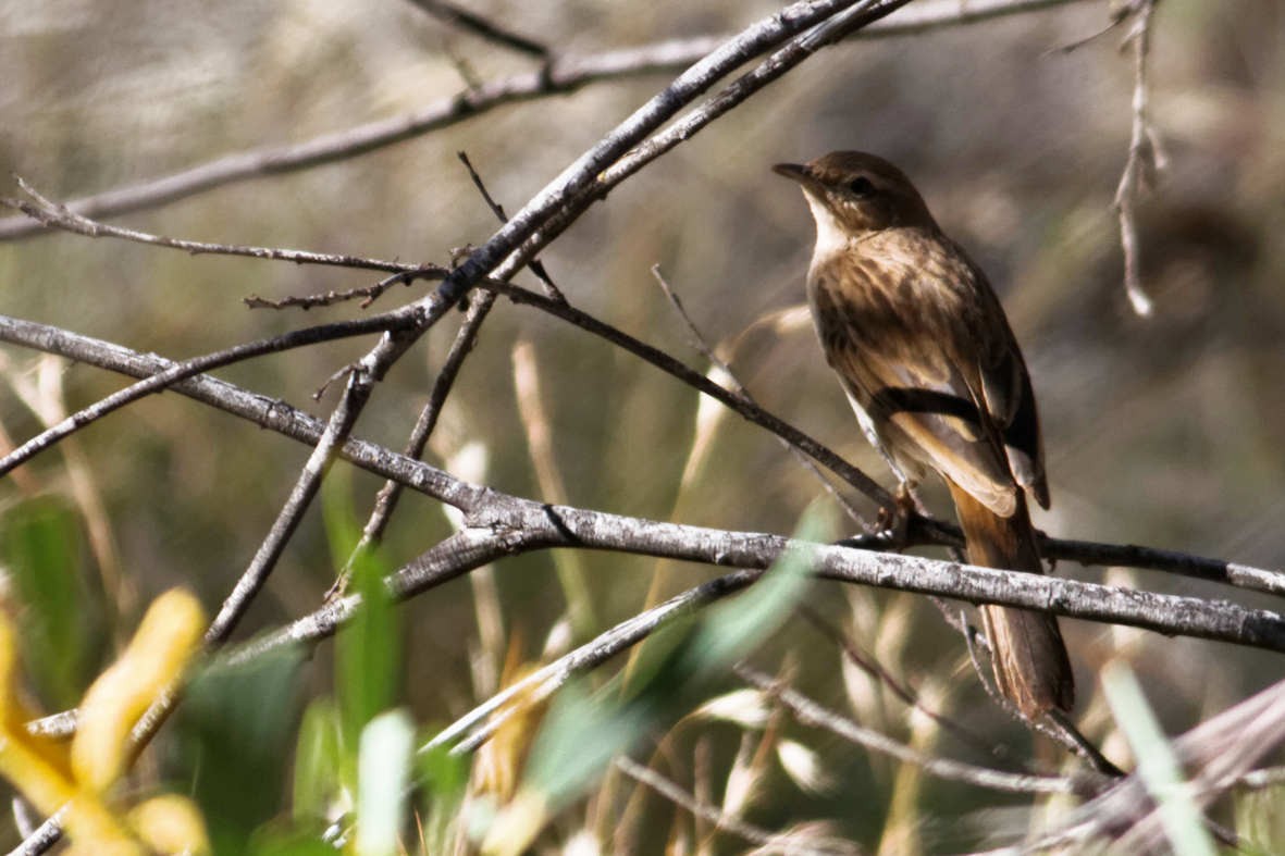 Rufous Songlark - ML637829132