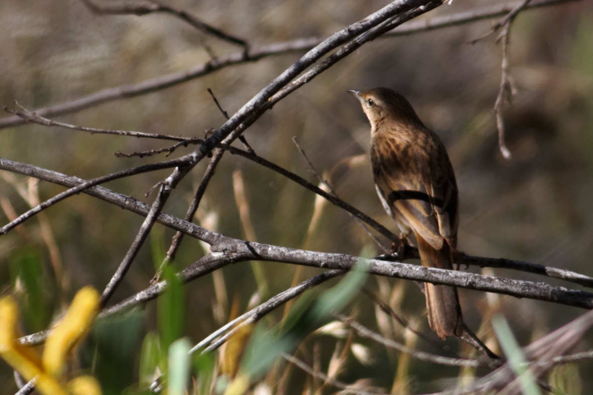 Rufous Songlark - ML637829138