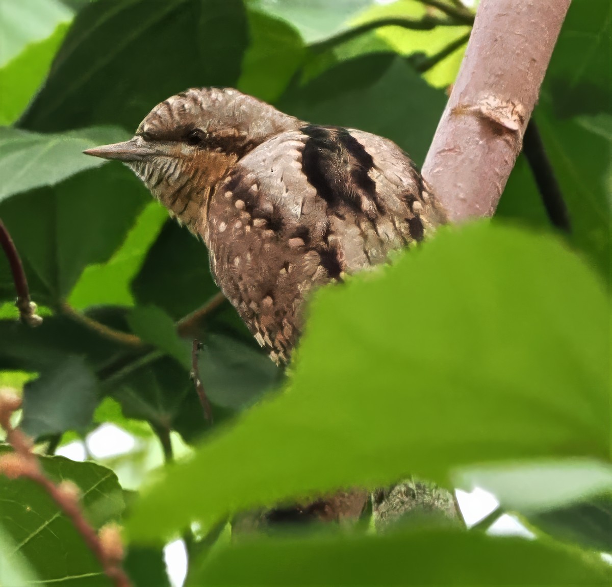 Eurasian Wryneck - ML637829275