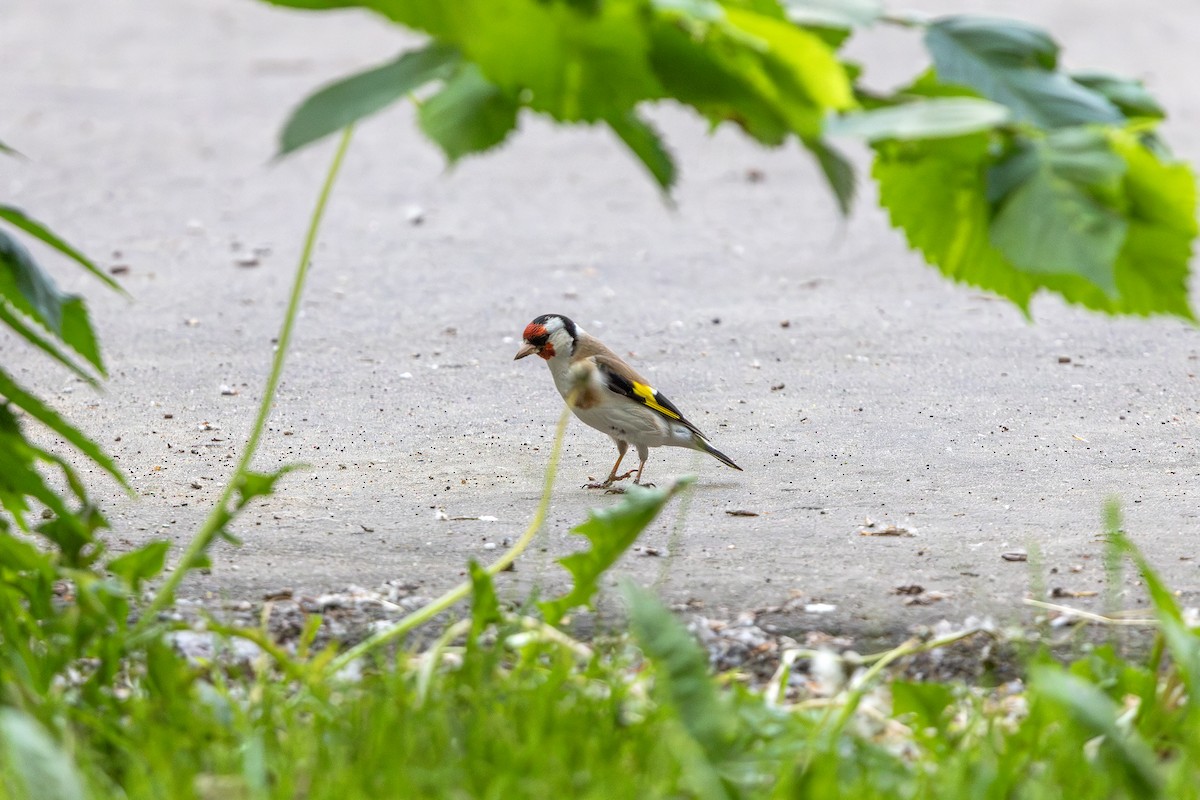 Chardonneret élégant - ML637829301