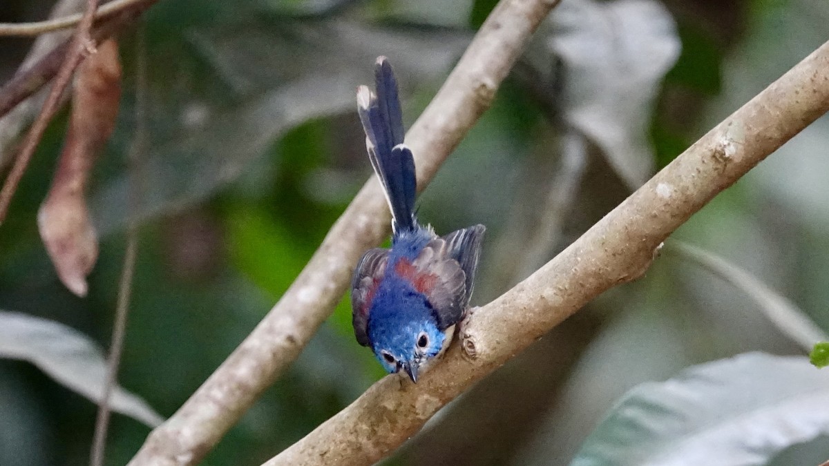 Lovely Fairywren - ML637829312