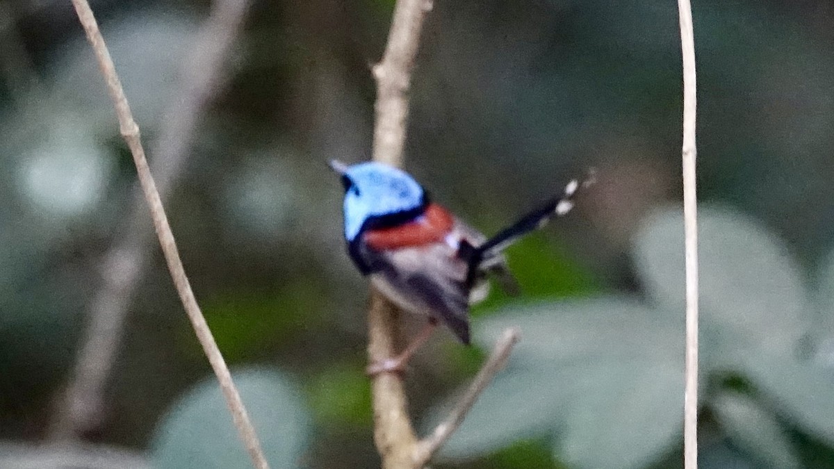 Lovely Fairywren - ML637829315