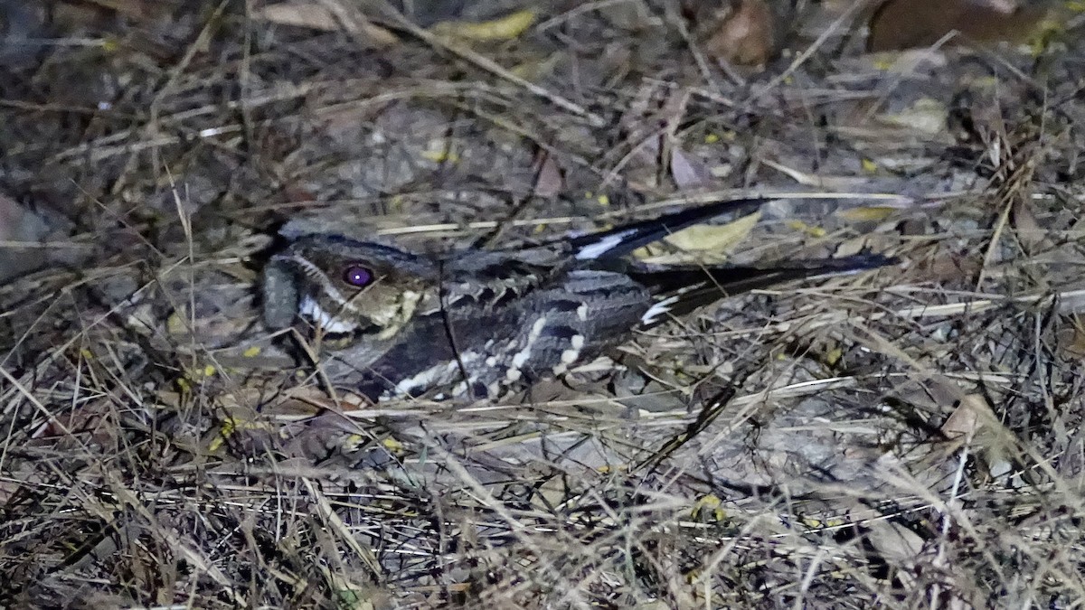 Large-tailed Nightjar - ML637829344