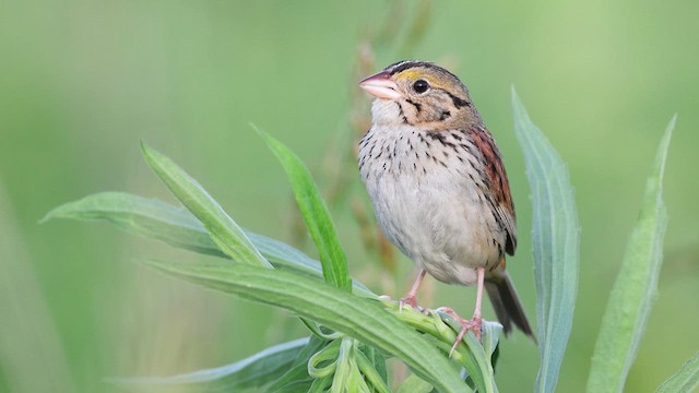 Henslow's Sparrow - ML637829348