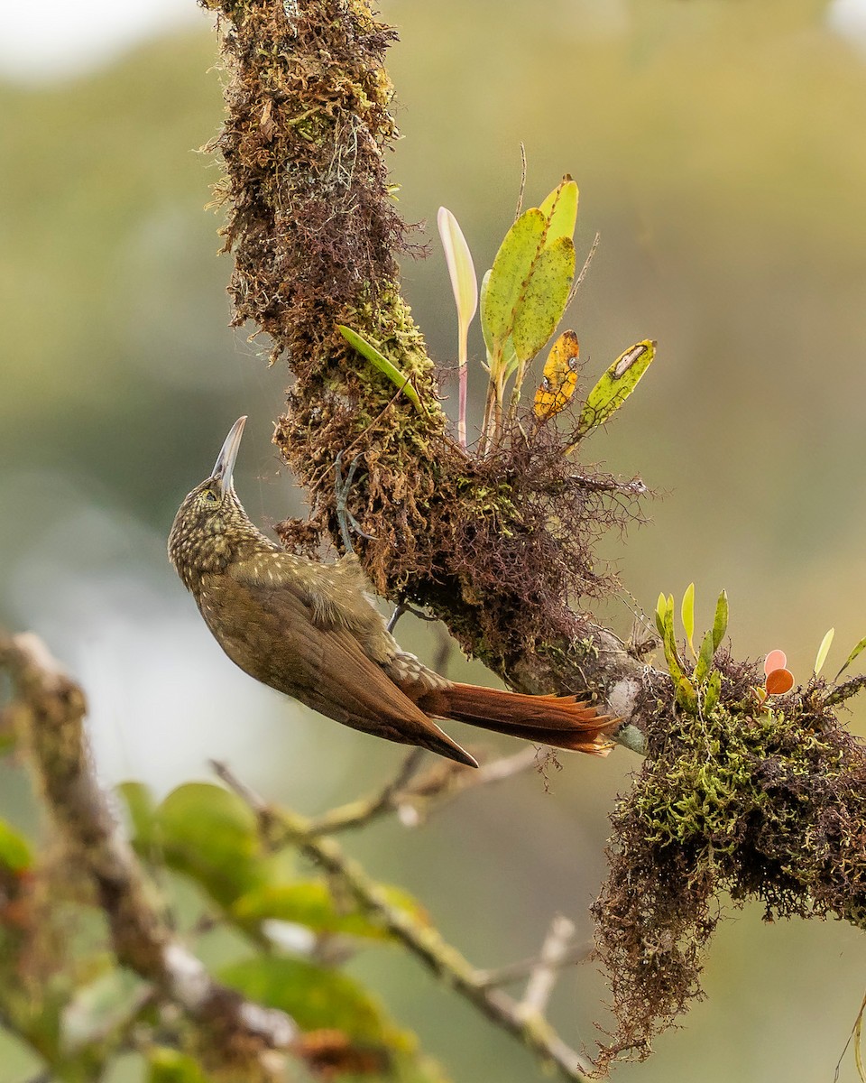 Olive-backed Woodcreeper - ML637829443