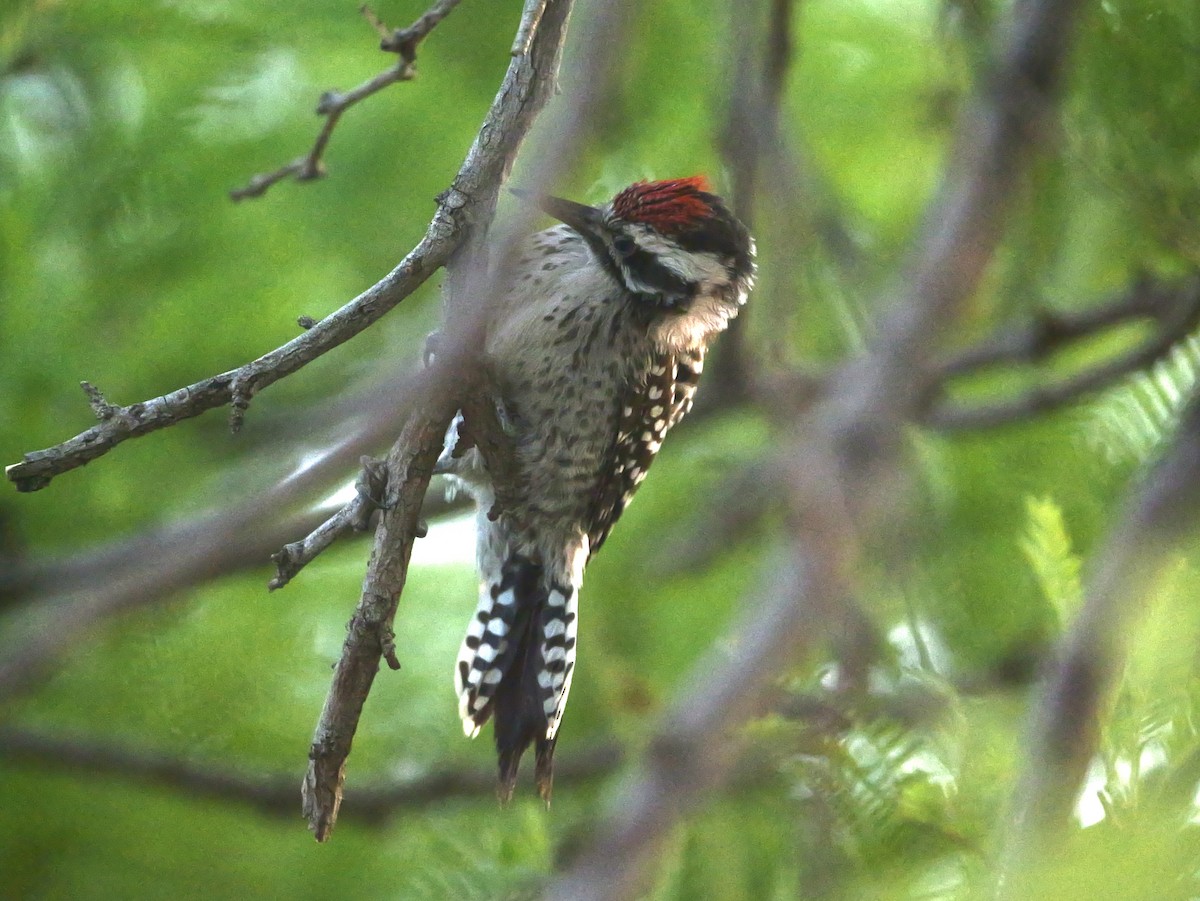 Ladder-backed Woodpecker - ML637829455