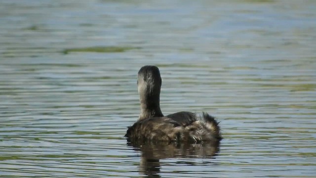 Least Grebe - ML637829467