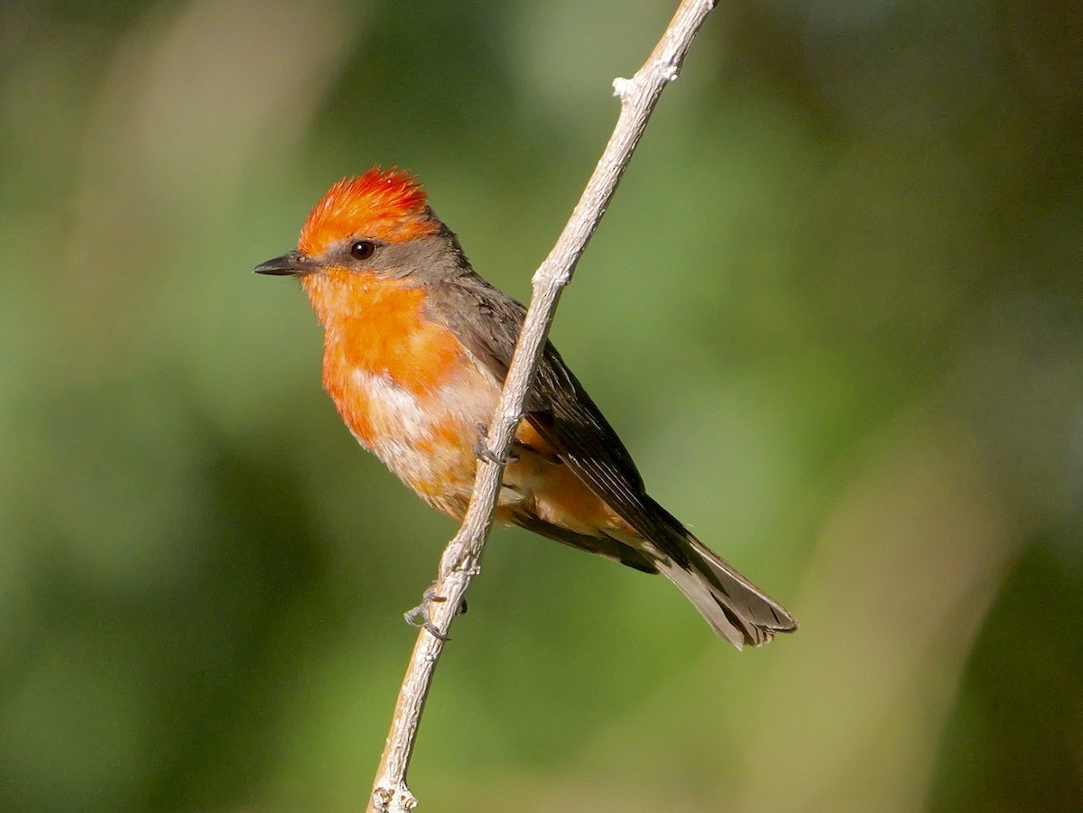 Vermilion Flycatcher - ML637829471