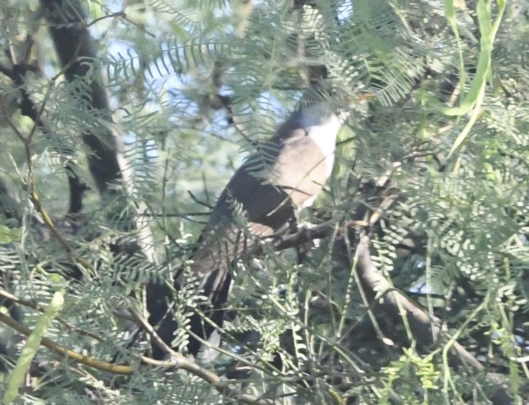 Yellow-billed Cuckoo - ML637829474