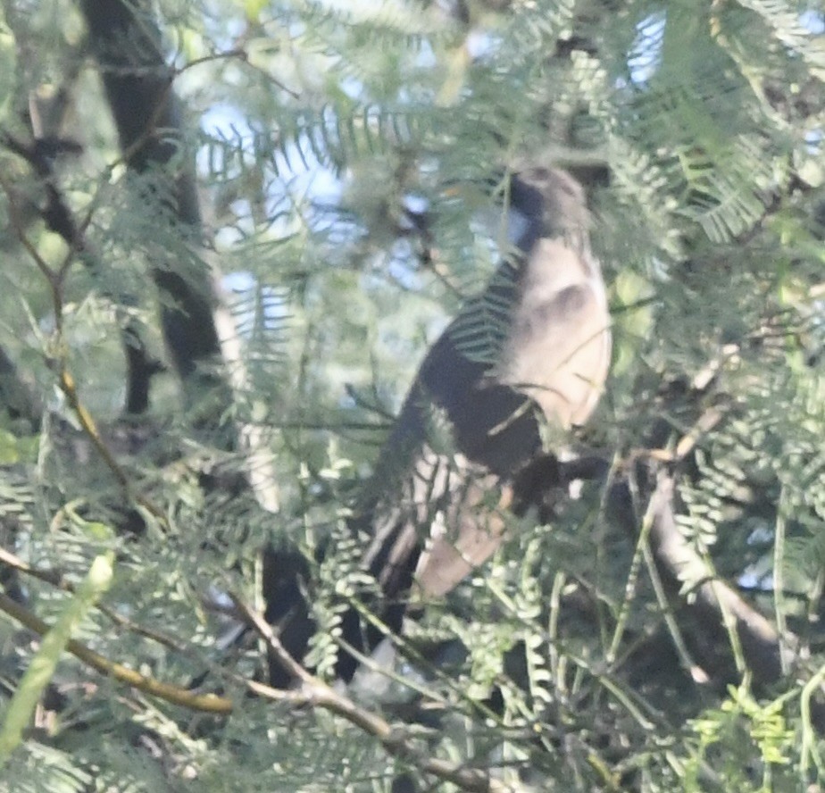 Yellow-billed Cuckoo - ML637829481
