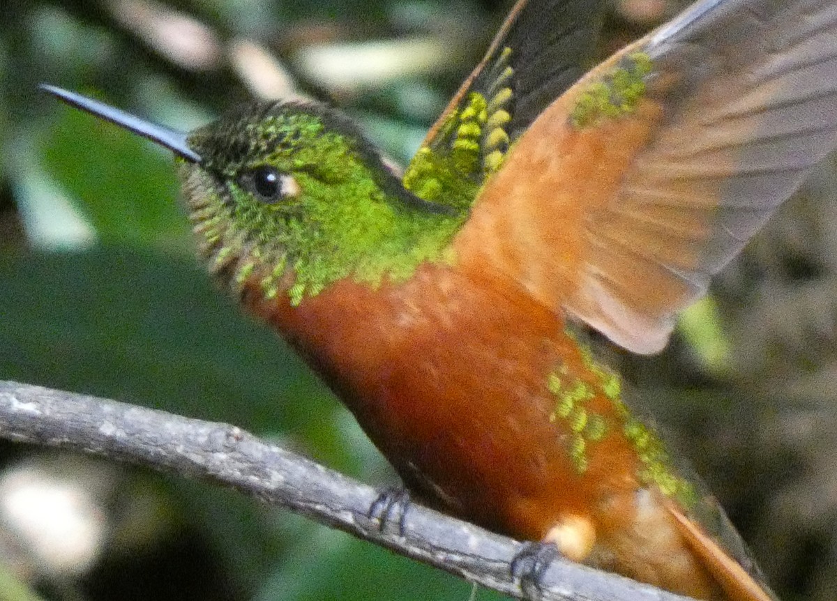 Chestnut-breasted Coronet - ML637829540