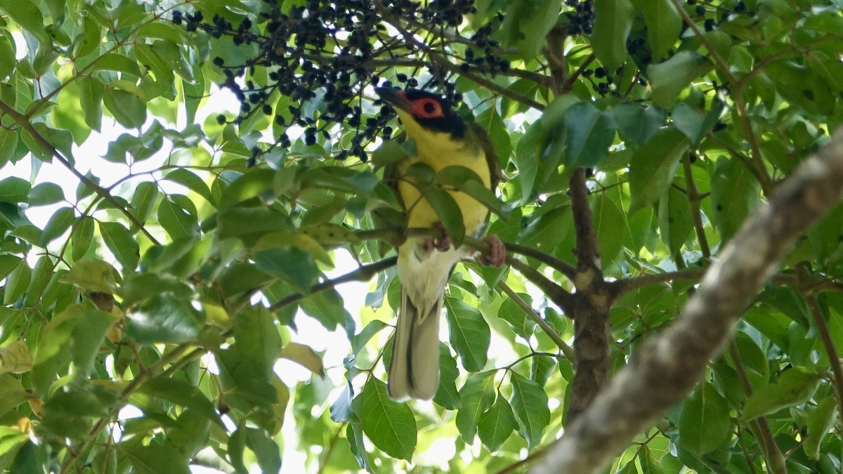 Australasian Figbird - ML637829586