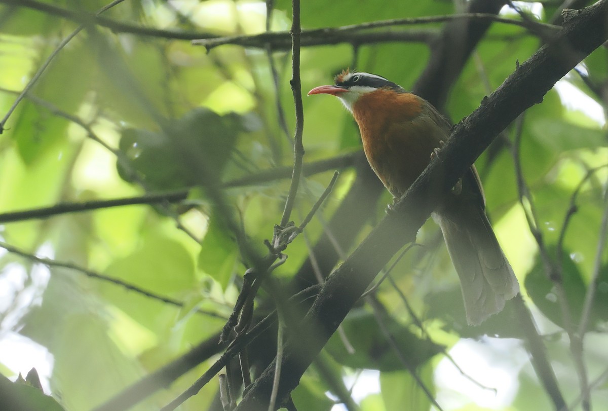 Black-crowned Scimitar-Babbler - ML637829623