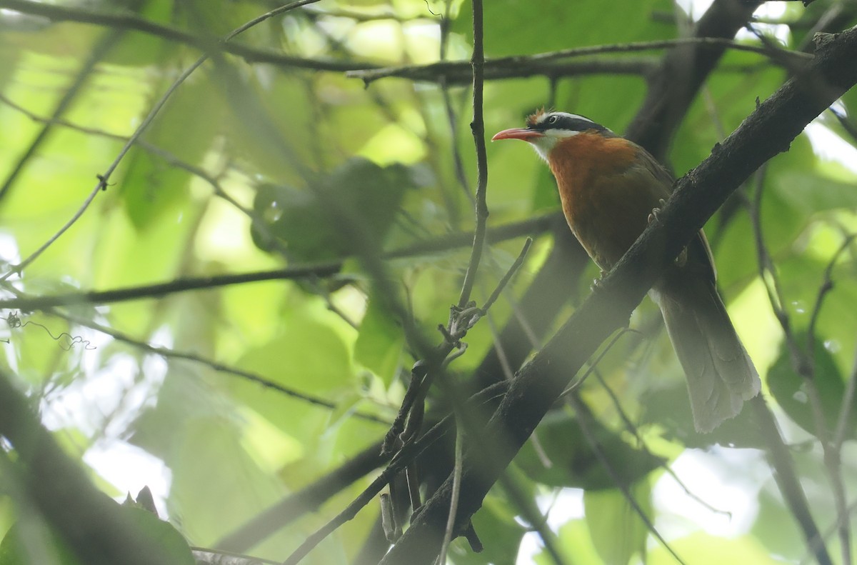 Black-crowned Scimitar-Babbler - ML637829632