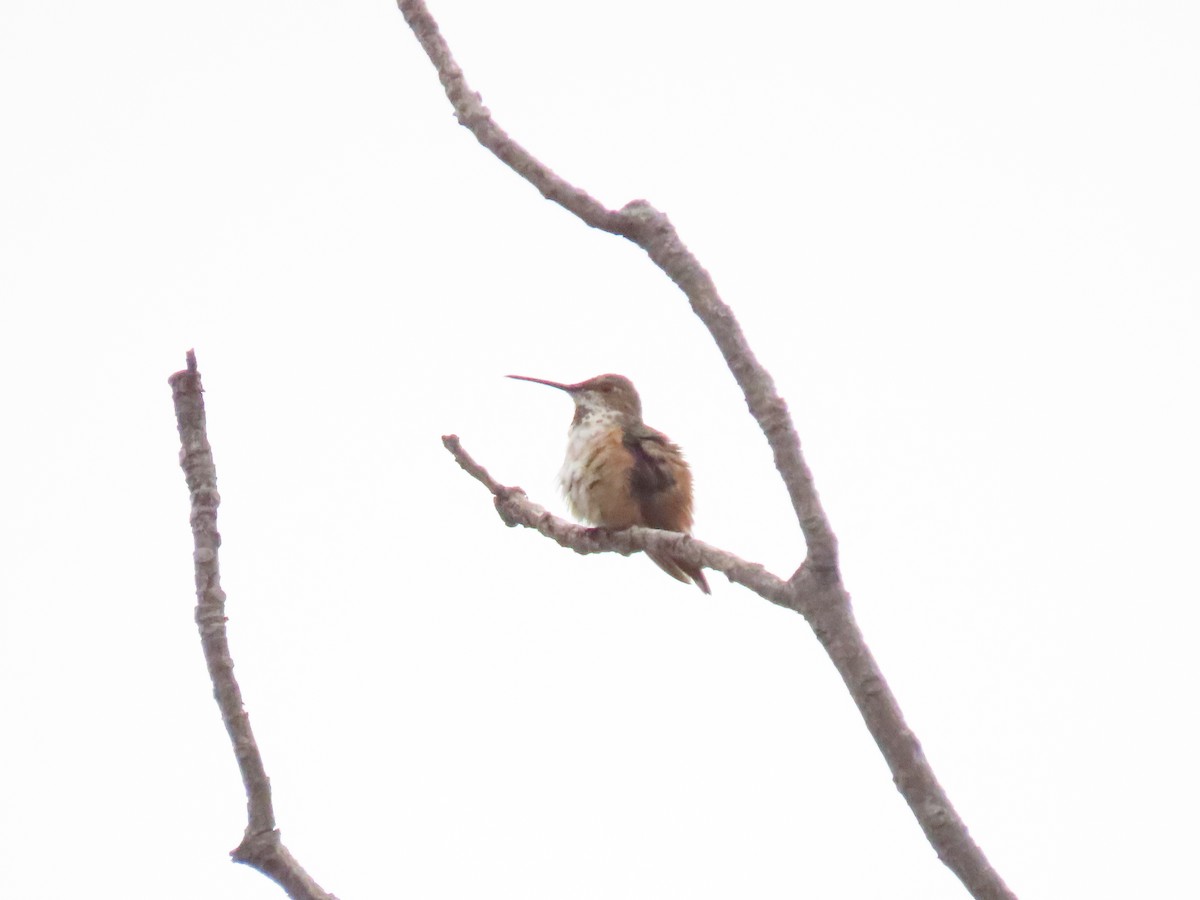 Allen's Hummingbird - ML637829636