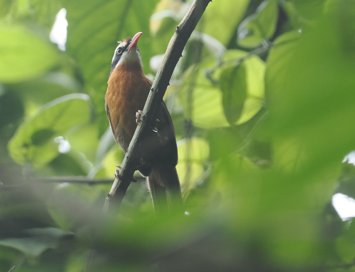 Black-crowned Scimitar-Babbler - ML637829652