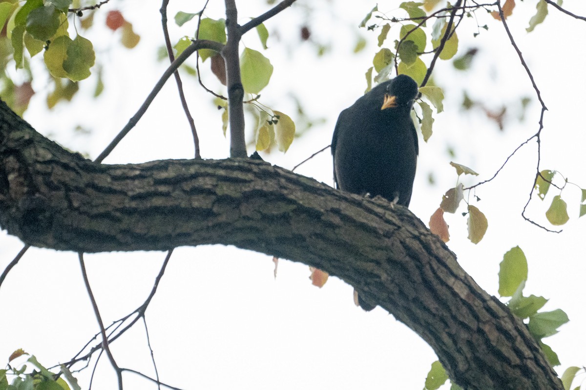 Chinese Blackbird - ML637829663