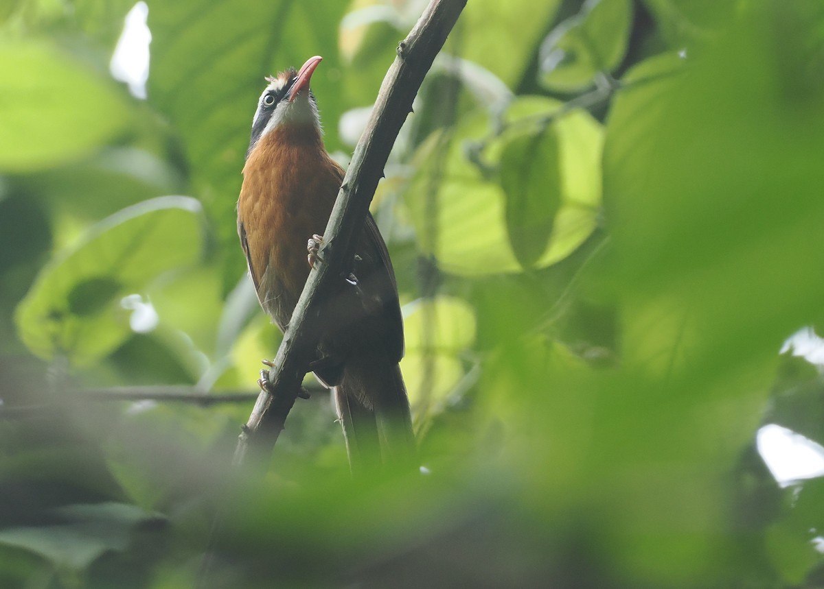 Black-crowned Scimitar-Babbler - ML637829664