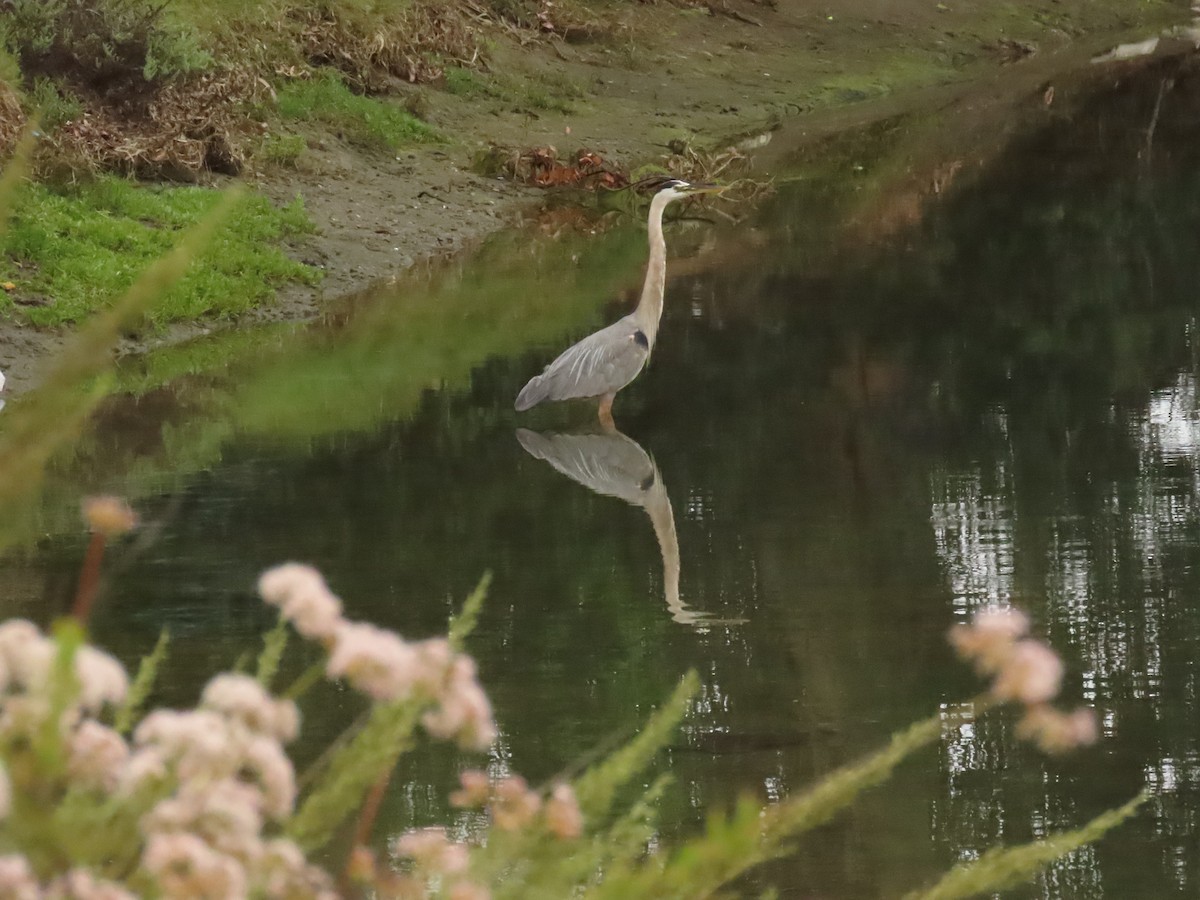 Great Blue Heron - ML637829681