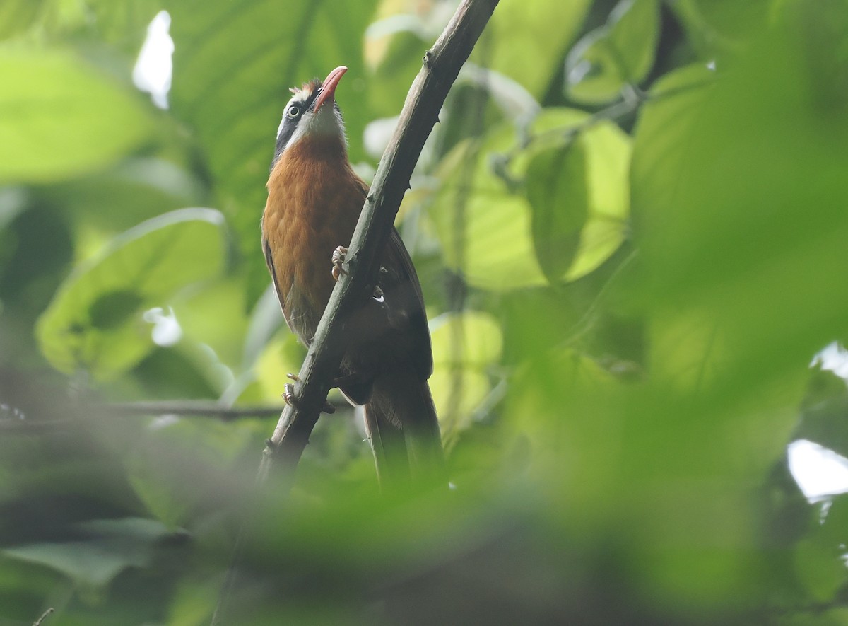 Black-crowned Scimitar-Babbler - ML637829688