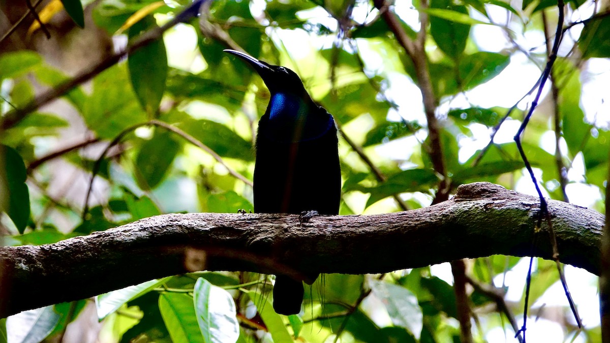 Magnificent Riflebird - ML637829694