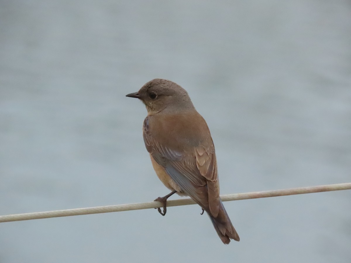 Western Bluebird - ML637829711
