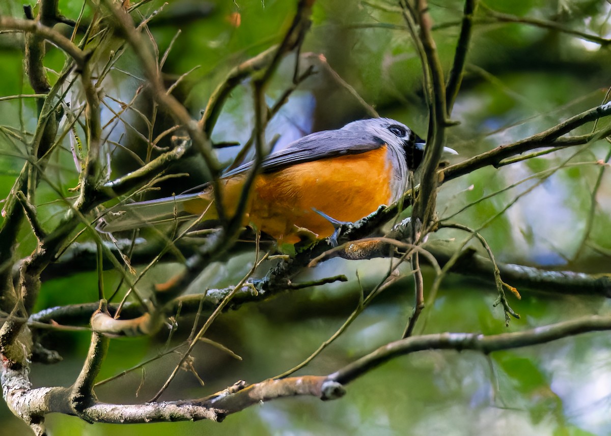 Black-faced Monarch - ML637829712