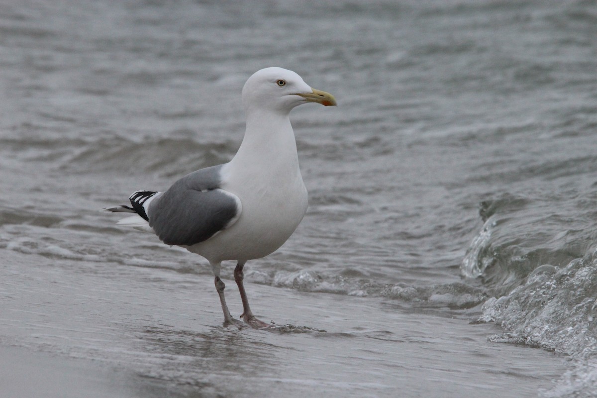 European Herring Gull - ML637829731