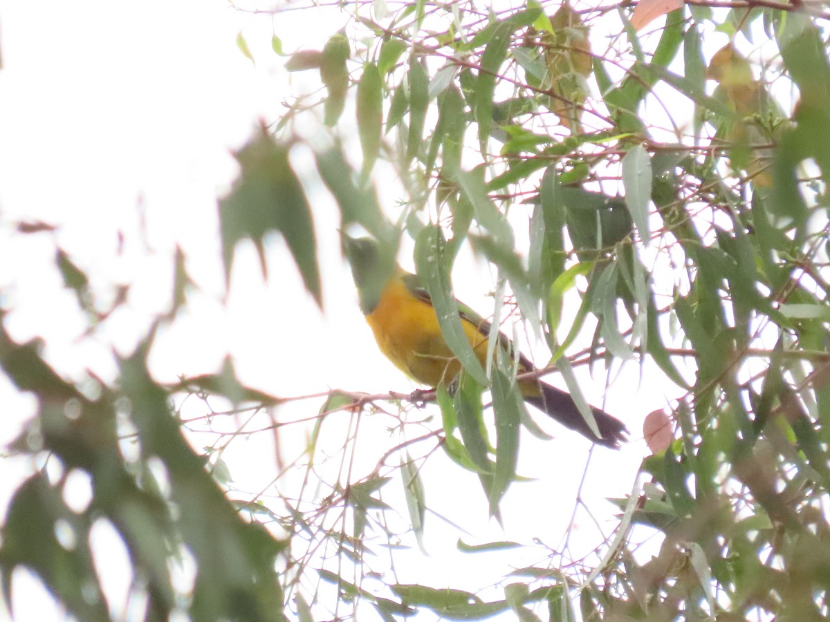 Hooded Oriole - ML637829735