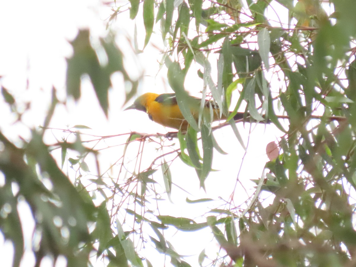 Hooded Oriole - ML637829737