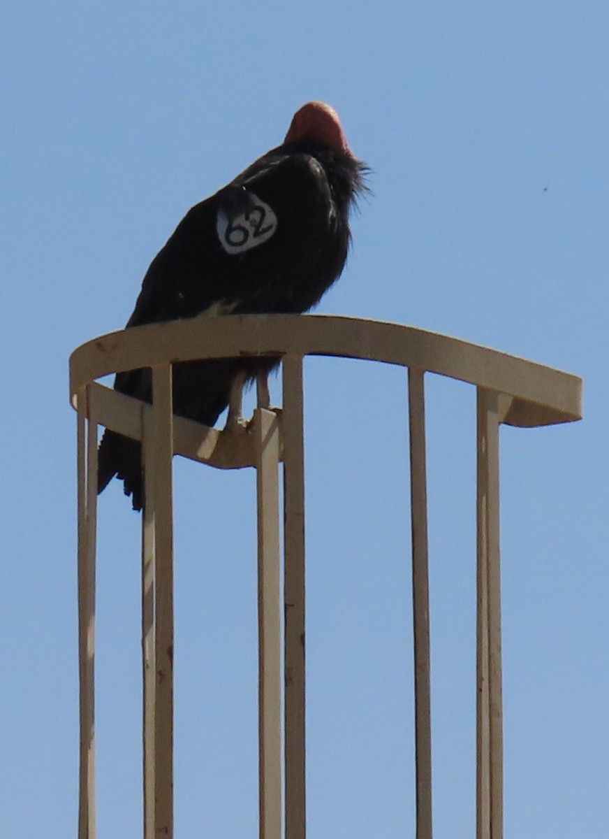 California Condor - ML637829757