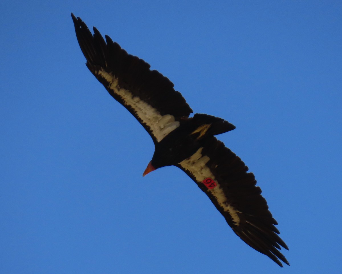 California Condor - ML637829760