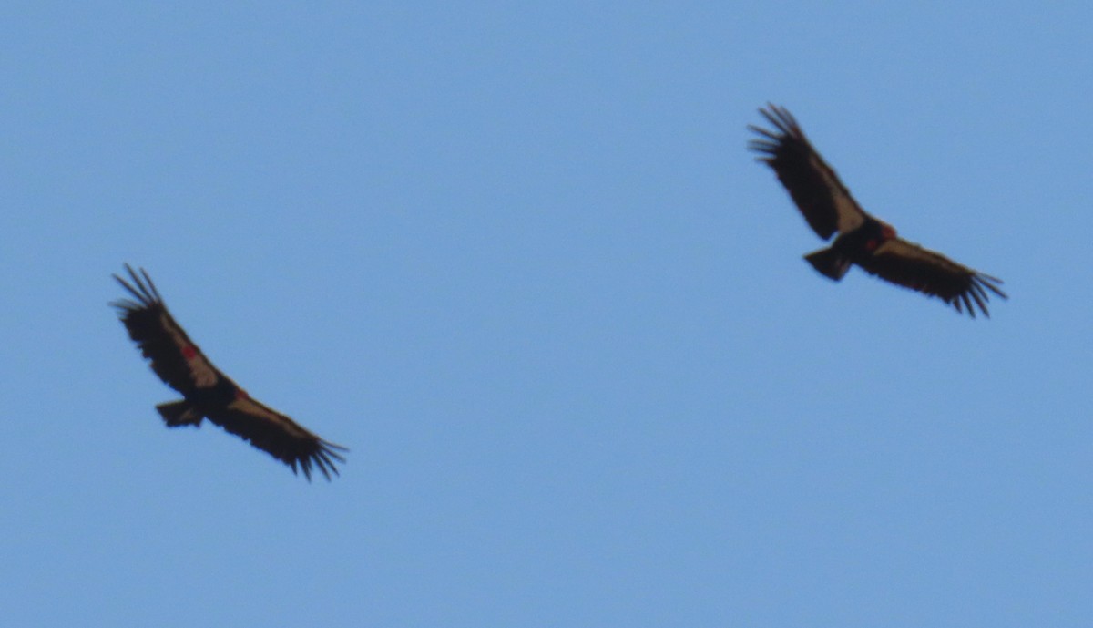 California Condor - ML637829773