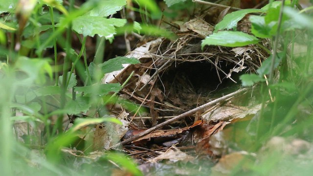 Ovenbird - ML637829811