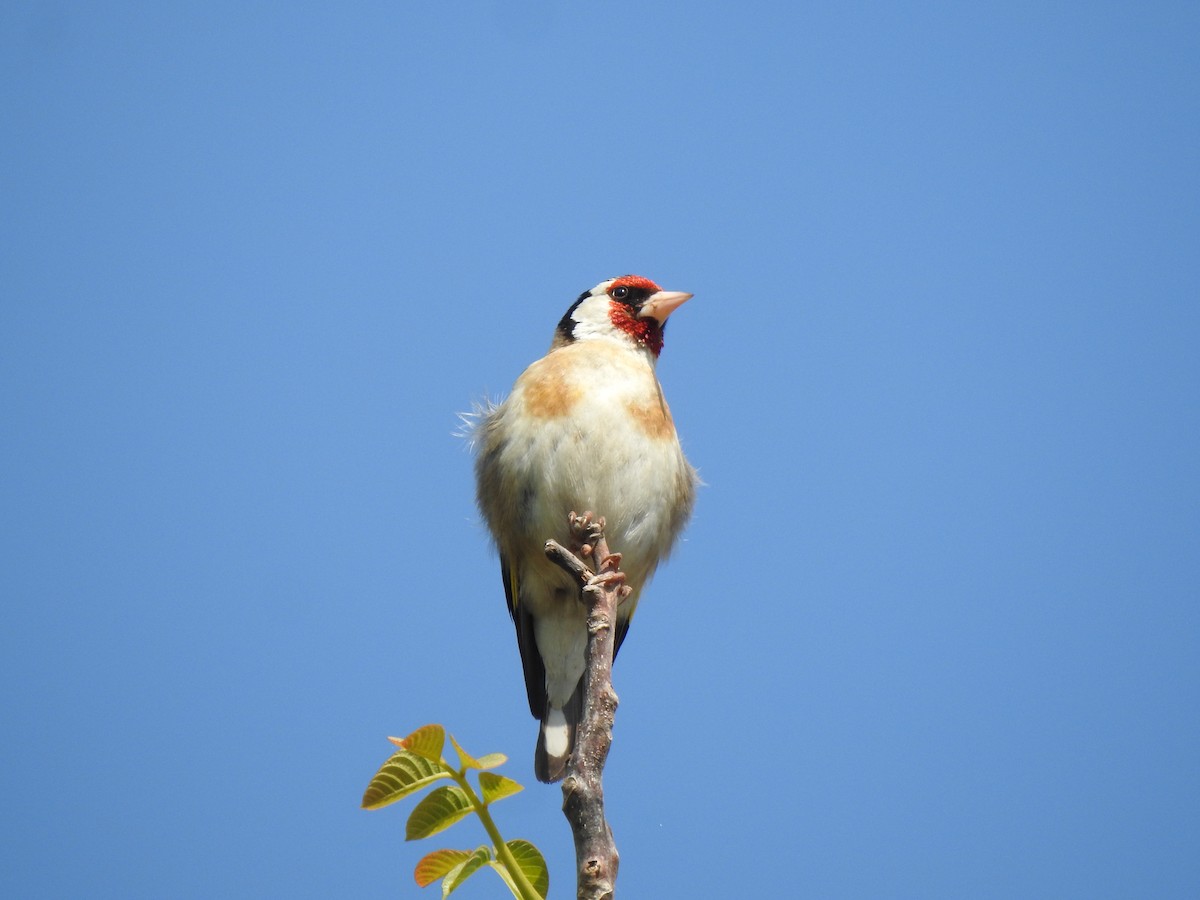 Chardonneret élégant - ML637829871