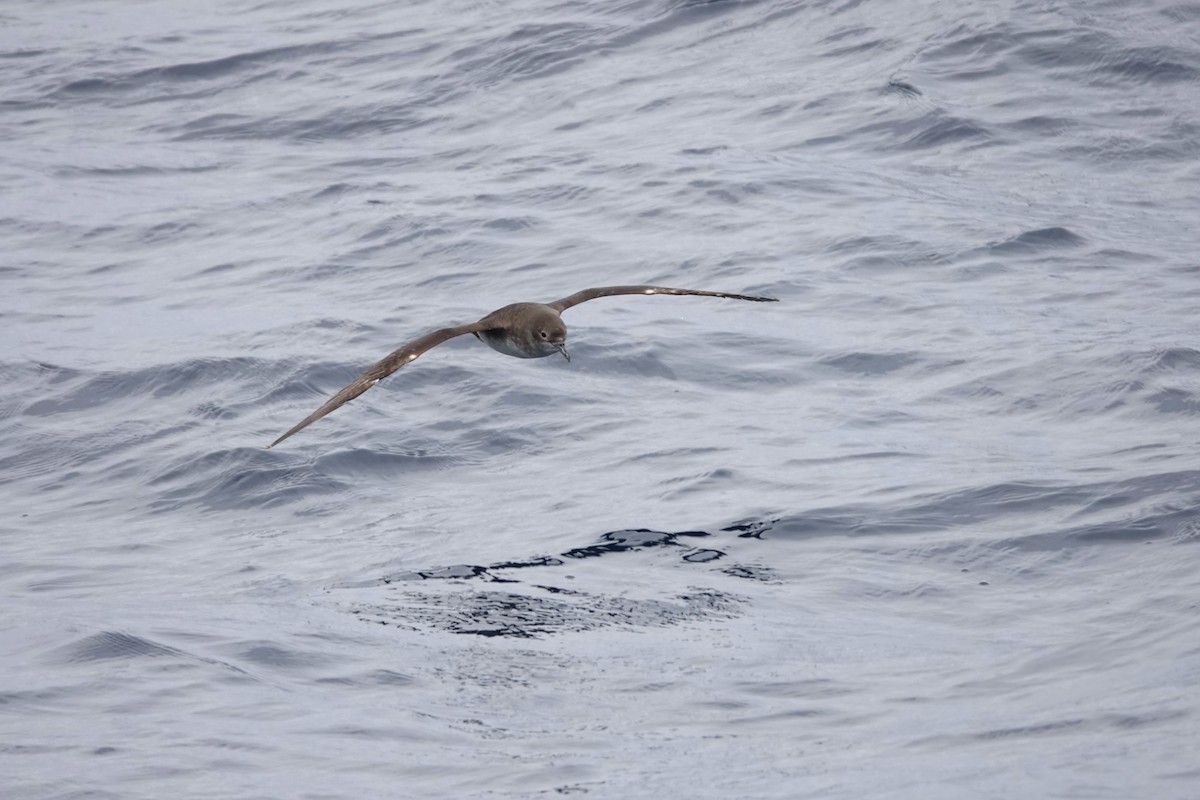 Balearic Shearwater - ML637829875